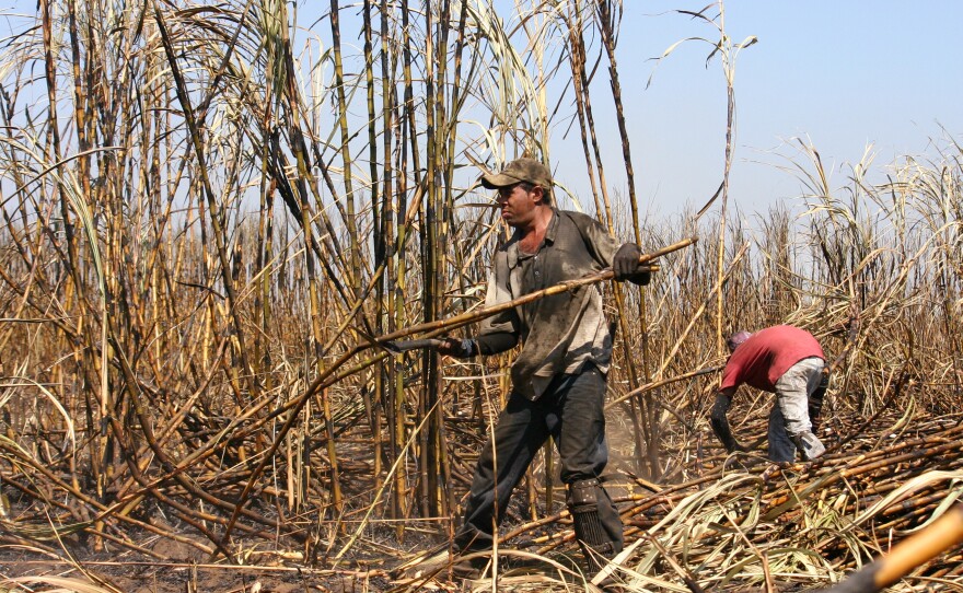 Laborers in the sugar cane fields of Central America are experiencing a rapid and unexplained form of kidney failure. Above: Harvesting sugar cane in Chichigalpa, Nicaragua.