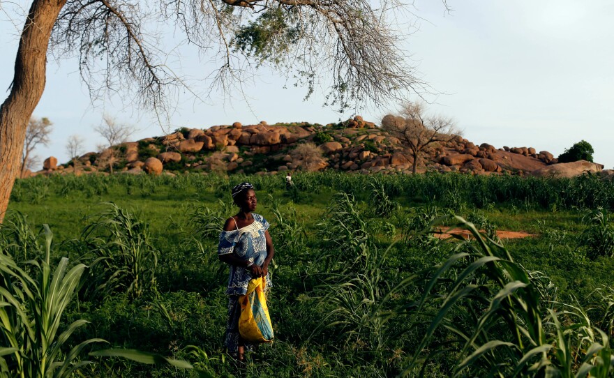 Millet is one of the crops grown in Niger, but the country is running out of farmland.