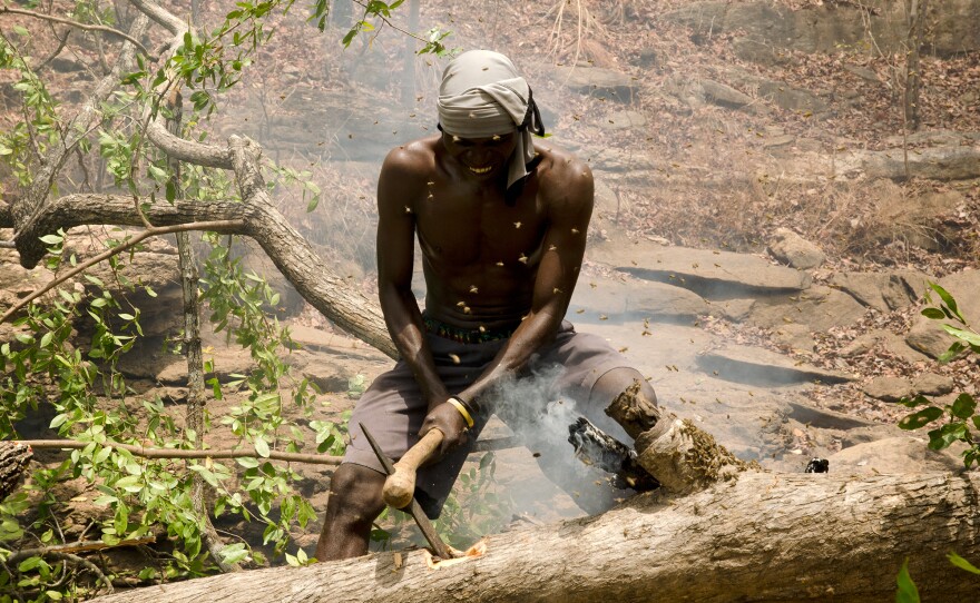 Yao honey-hunter Orlando Yassene chops open a bees' nest in a felled tree in the Niassa National Reserve, Mozambique.