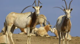 Scimitar-horned oryx.