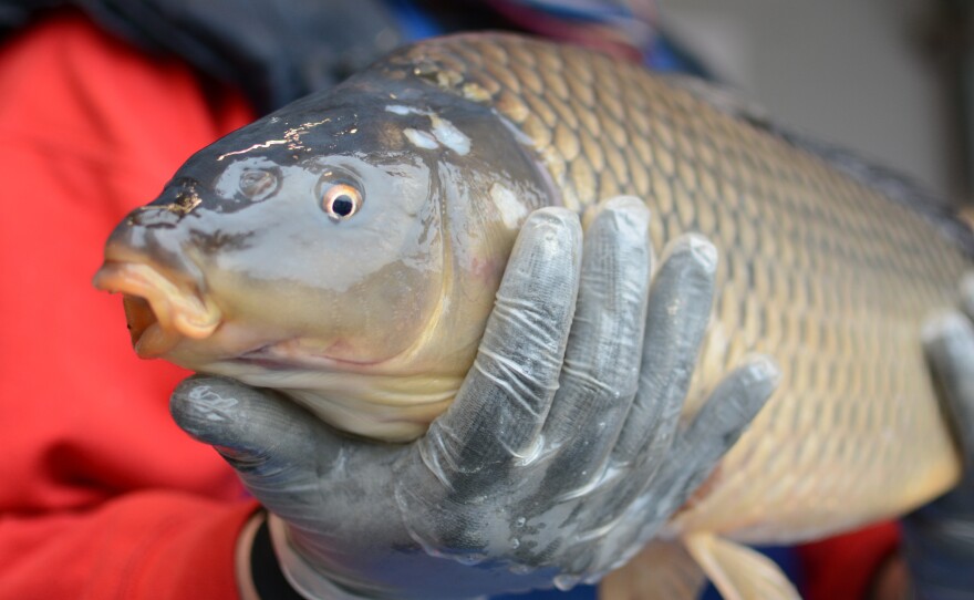 This guy is about to become someone's Christmas dinner. But probably not before he swims around the family bathtub for a couple of days.
