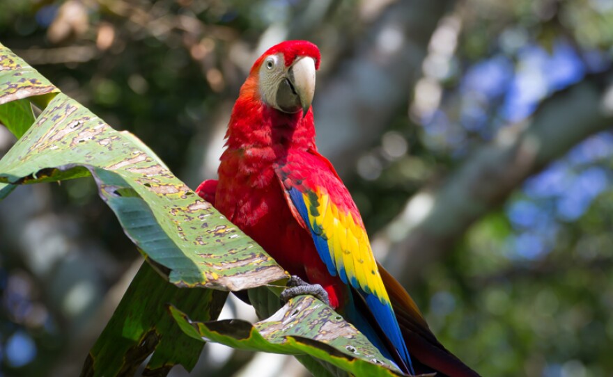 Adult scarlet macaw.
