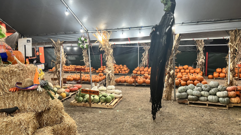 Mr. Jack O’ Lanterns Pumpkin Patch