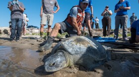 Dr. Jeff Seminoff, National Marine Fisheries Service marine turtle research program leader, assists Salty, the green sea turtle, back into San Diego Bay after a month of rehabilitation at SeaWorld’s Animal Rescue Center.