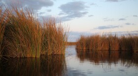 Tall grasses rise from the shallow water at the Cienega de Santa Clara in Sonora, Mexico in this undated photo. 