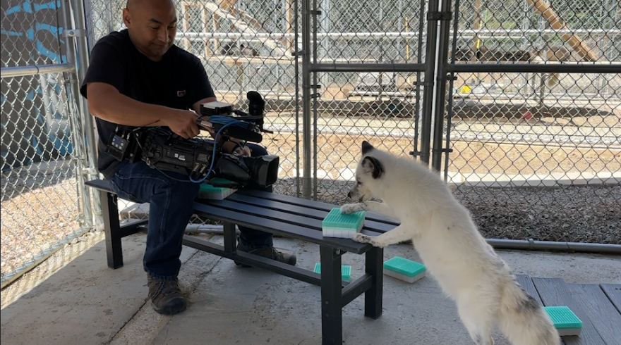 A Russian Domesticated Fox gives a positive detection at the Judith A. Bassett Center<br/>