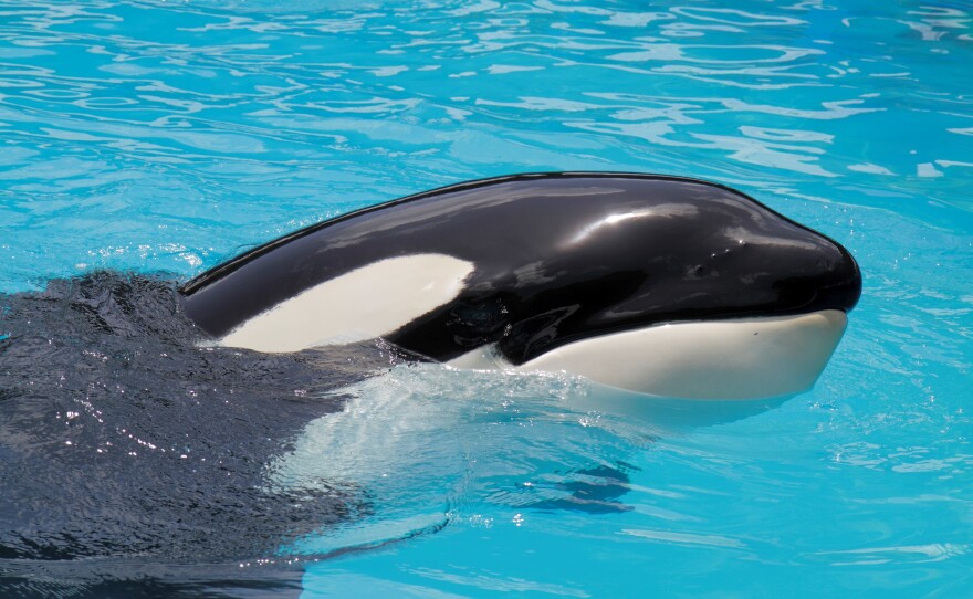 An Orca, Lolita at Miami Seaquarium.