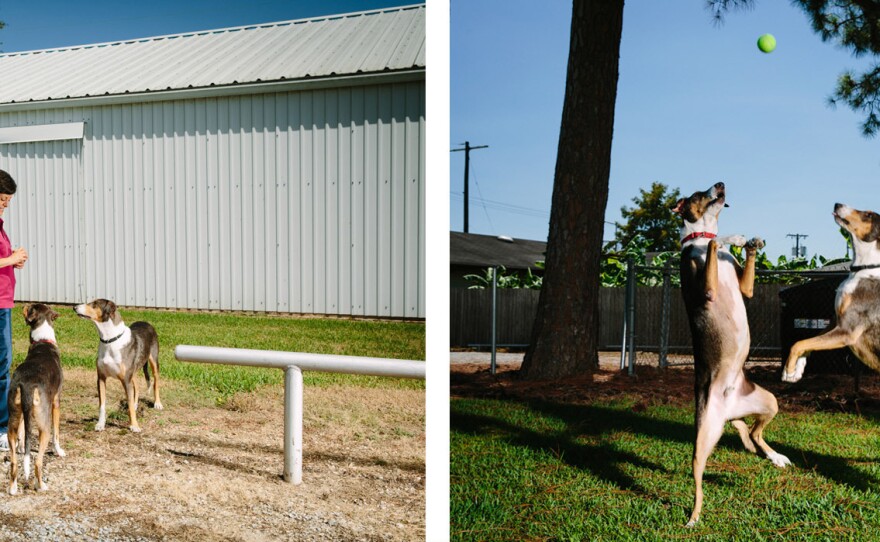 Cloning a canine requires that other dogs — donors and surrogates — undergo surgery. But the results are worth it, say the Duponts, playing here with Ken and Henry outside the couple's veterinary clinic in Louisiana.