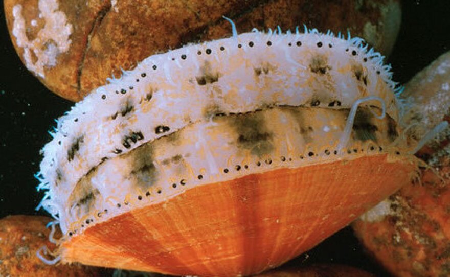 Sea scallops squeeze water out of their shells to propel them away from starfish or other predators. That's why they must be farmed in cages; otherwise, they'd swim away.