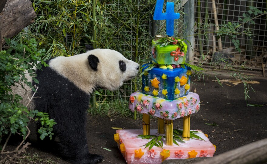 Yun Zi checks out his birthday cake at the San Diego Zoo in August 2013.