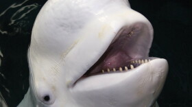 Beluga whale