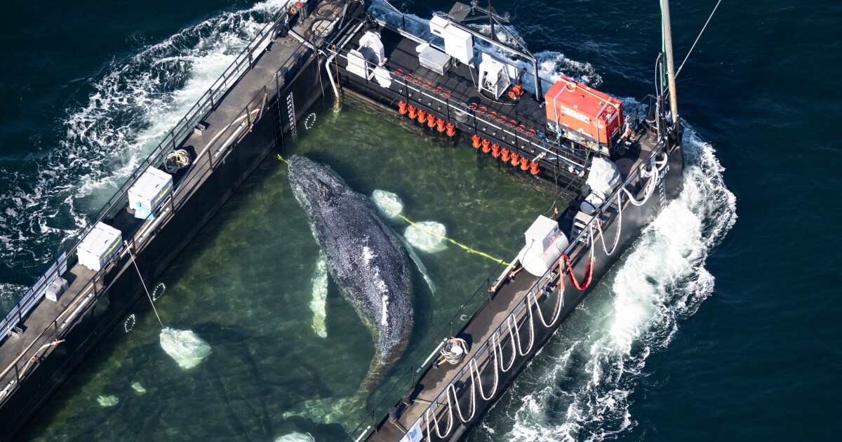 Timmy the humpback whale found dead off Danish coast