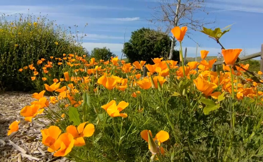 California poppies in bloom at Mission Trails Regional Park, April 19, 2023.