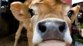 Dairy farmers are starting to think creatively in order to survive. At Hedgebrook Farm in Winchester, Va., customers invest in a cow, like this one, in exchange for a gallon of milk per week. Hedgebrook Farm owner Kitty Nicholas says if it weren't for the program, she wouldn't be able to exist by milking only 20 cows.