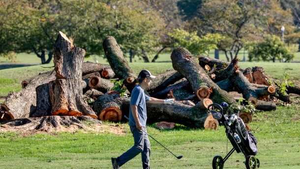 A golfer walks near log sections cut from trees at the East Potomac Golf Links, in Washington, Tuesday, Oct. 13, 2026.