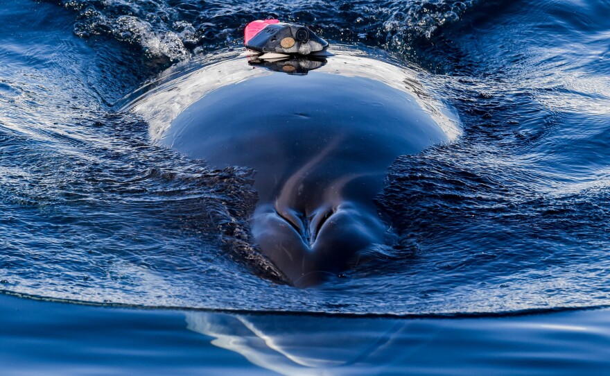 A minke whale tagged by the research team swims off the coast of Antarctica in 2019.