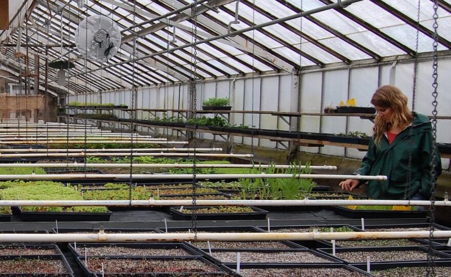 Seeds are coaxed out of dormancy in the nursery at the Greenbelt Native Plant Center on Staten Island. The center considers its seed bank the "Library of Congress" for the region's native plants.