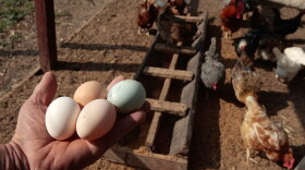 An independent farmer holds freshly harvested eggs on his property in Ontario, Calif.