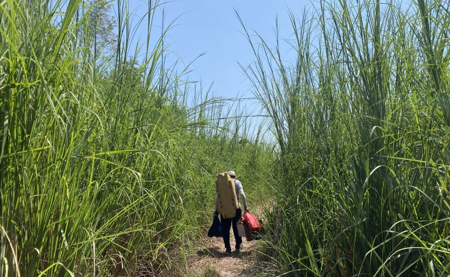 A fisherman walks through tall rushes near a river in Yanweizhou Park.