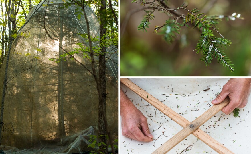 (Left) A hemlock tree is covered in a net to monitor and breed a predator beetle that the park service is using to fight off the adelgid. (Top) The hemlock woolly adelgid gets its name for the white woolly clusters it makes on a hemlock tree's branch. (Bottom) Jesse Webster, head of the Great Smoky Mountain National Park vegetation crew, collects samples to monitor predator beetle populations.