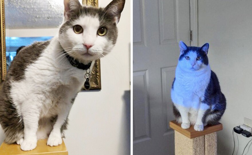 It's estimated that more than half of the indoor cats in the U.S. are overweight. (Above) Miko the cat, aka "Miko Angelo," is seen before and after participation in a study about feline weight loss.