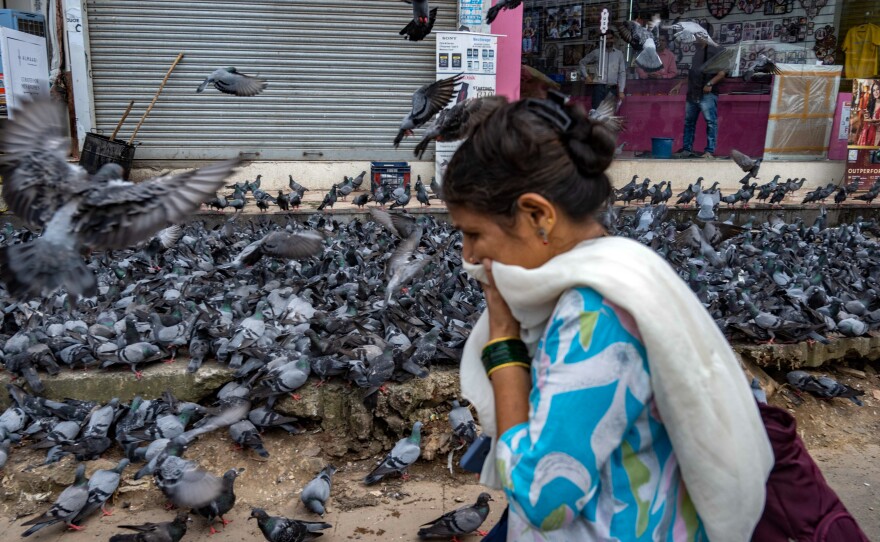 This pigeon-feeding spot in Mumbai was covered with a shed after a court ban on the practice at the city's designated areas.