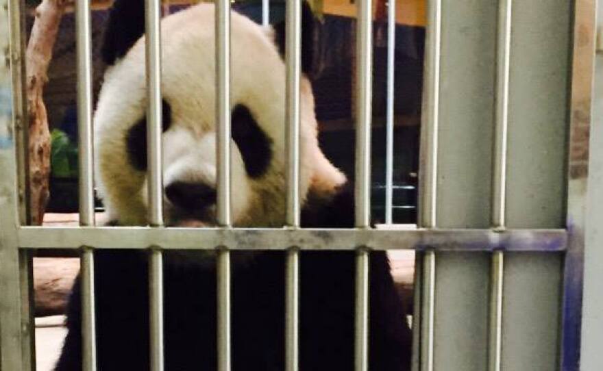 A proof-of-life photo of the panda Tuan Tuan was released by the Taipei Zoo on Facebook this week.