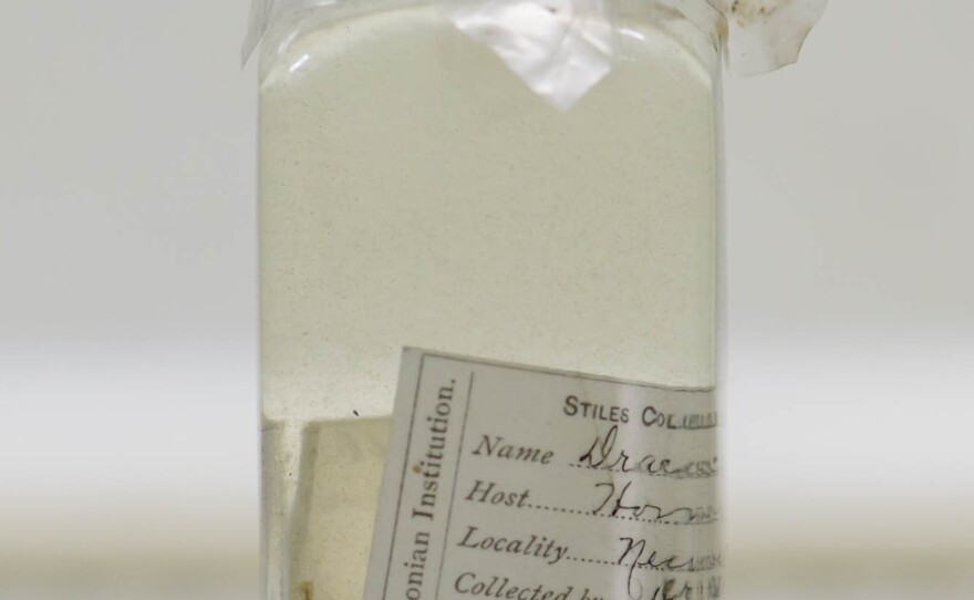 Guinea worm infects humans, causing fever, swelling and pain when it emerges from the skin. The specimen shown here floats in a vessel about the size of a spice jar.