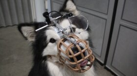 Rebel — a dog participating in a scientific study at the University of Lincoln to see how dogs see the world. NOVA investigates new discoveries in genetics that are illuminating the origin of dogs — with revealing implications for the evolution of human culture as well.