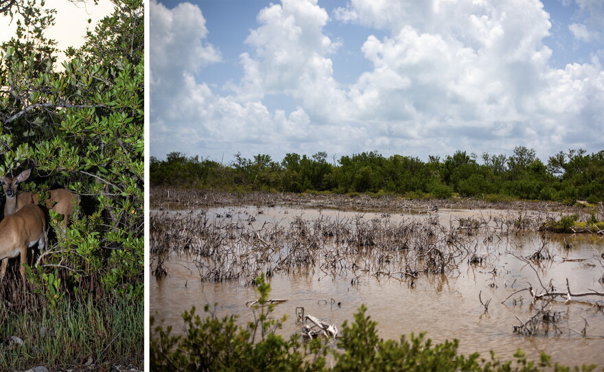 Deer Rise A tiny deer and rising seas: How far should people go to save an ...