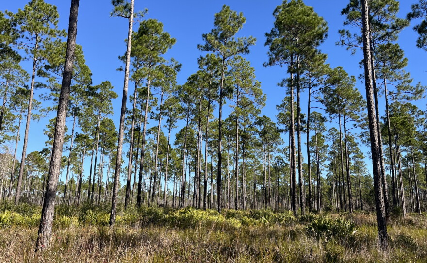 Longleaf pine forests are one of the most endangered ecosystems in the world. They're adapted to regular low-intensity wildfires that clear out underbrush.