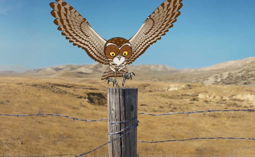 The Hidden Life of the Burrowing Owl"