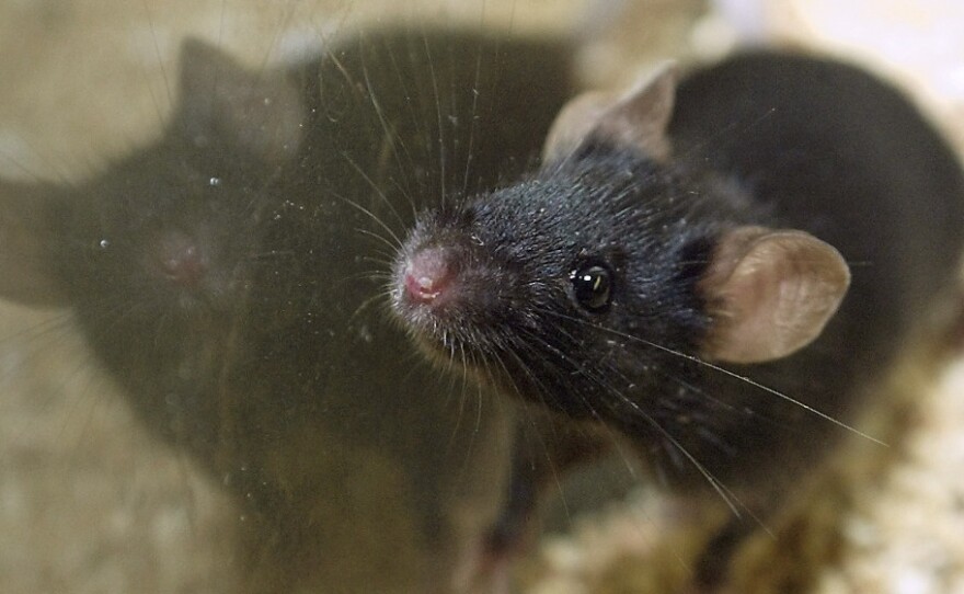 New advice on housing lab rodents has left research centers confused about compliance and worried about the costs.