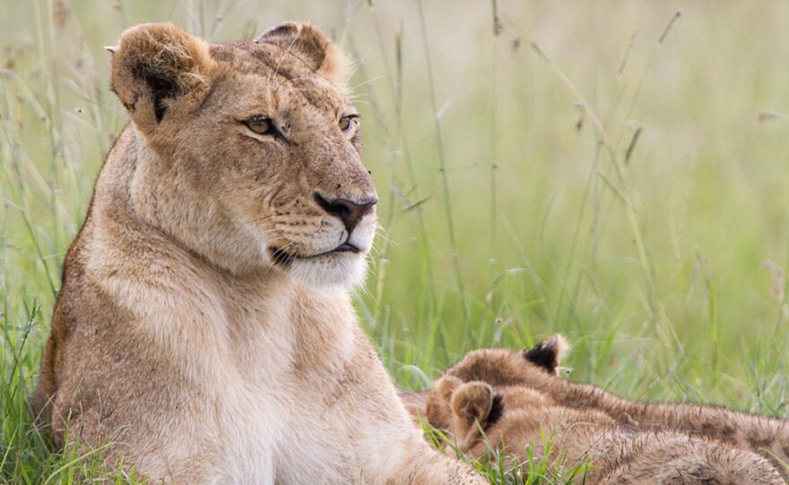 Marsh Pride, Maasai Mara, Kenya