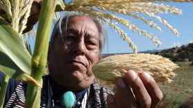 Louie Hena, elder and seed saver at the Tesuque Pueblo, stands next to his corn field and holds up the “Mother Corn,” the ancestor to the corn varieties he grows.