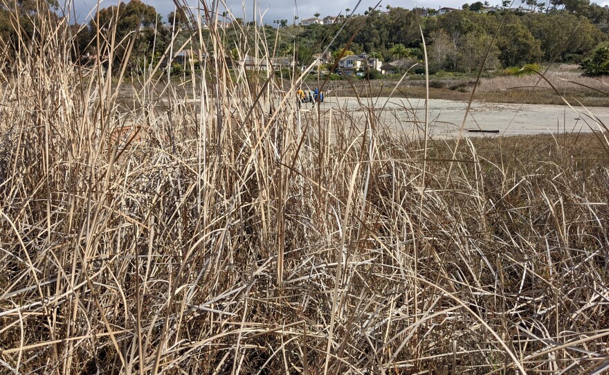 Cattails on the edge of Batiquitos Lagoon on Feb. 23, 2022