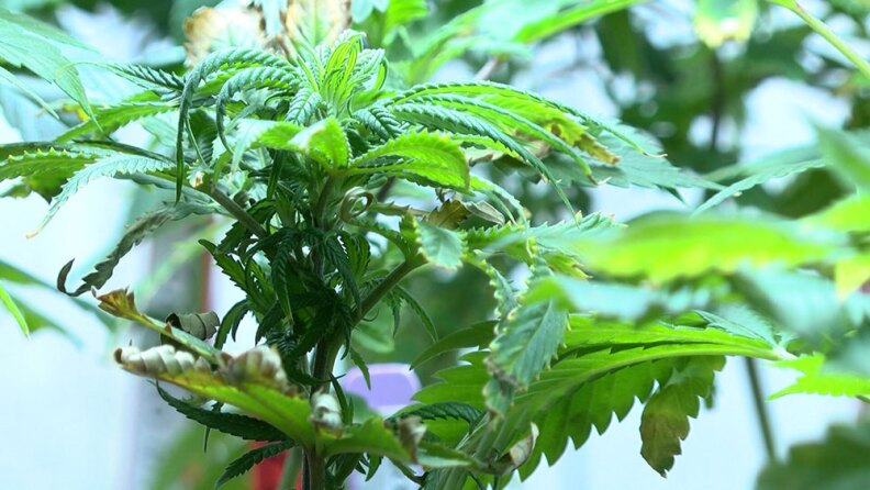 A marijuana plant is shown in this undated photo. 


