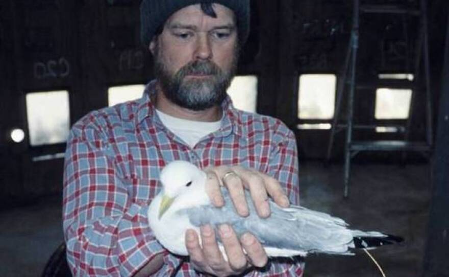 USGS biologist Scott Hatch holds an adult black-legged kittiwake inside the research tower on Middleton Island.