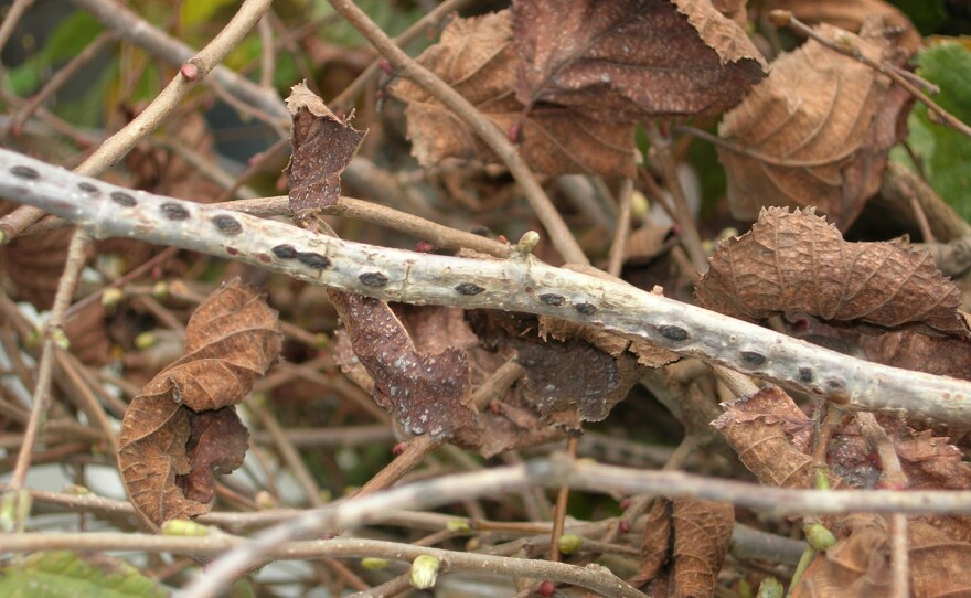 Trees infected with Eastern filbert blight develop cankers that will kill of its branches.
