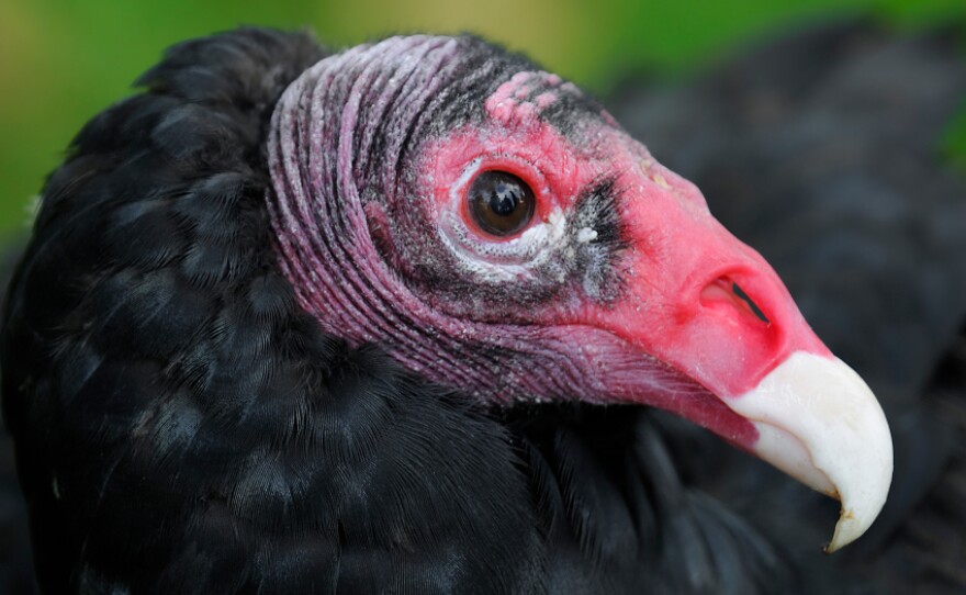 Turkey vulture droppings can strip paint, kill grass and sicken pets. The droppings also smell really bad.