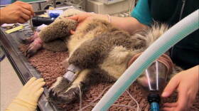Photo of a koala receiving treatment after being burned in the bushfires that tore through the Australian state of Victoria in February 2009