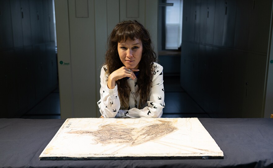 Ornithology researcher, Dr. Jingmai O'Connor's work includes the study of Mesozoic birds, specifically the evolution from non-avian dinosaur to the orinithothoraces, ancestors of today’s birds, as seen in "When Whales Walked: Journeys In Deep Time."