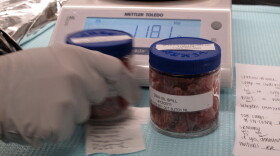 Fish tissue is packed into sterile jars for chemical analysis. NOAA tests for  hyrdrocarbons and the dispersant BP sprayed on the oil slick.
