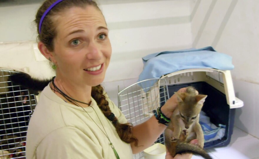 Zoologist Anna Bryant holds up orphaned baby gray fox.