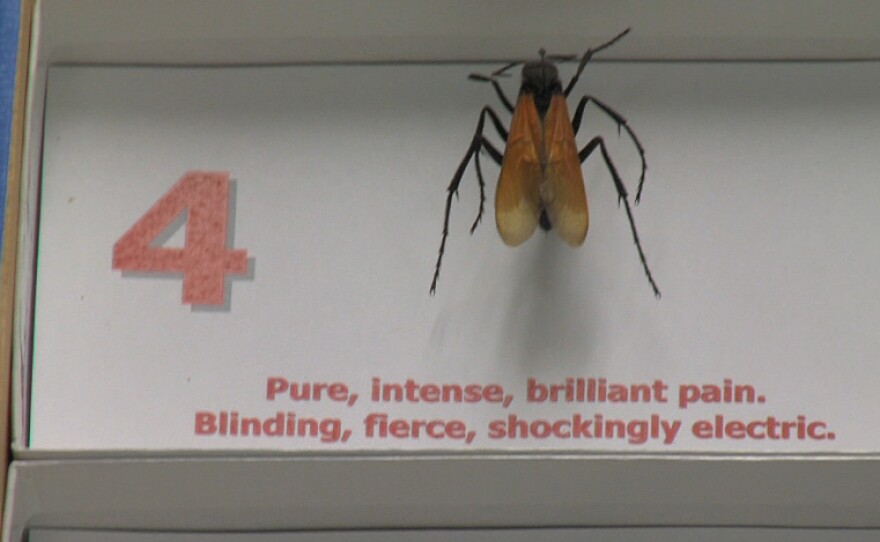 The pinnacle of pain also known as the tarantula hawk whose sting is deemed the most painful among North American insects.