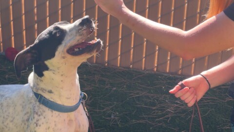 Cata, a 4-year-old put bull mix, is one of nine pets the San Diego Humane Society has received from deported families. Experts encourage people who fear deportation to have a plan for their pets in place to ensure their pets are taken care of in case if they're arrested by federal immigration agents.