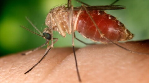 A mosquito is shown on someones skin in this undated image. 