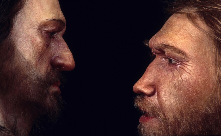 A reconstruction of a Neanderthal man (right) based on skull found at the La Ferrassie rock shelter in Dordogne Valley, France. He's face to face with a male Homo sapien.