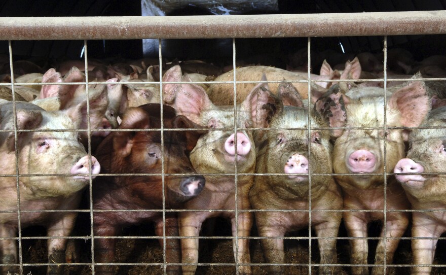 Young pigs stare out of a pen at a hog farm in North Dakota. In coming months, consumers will start to see a new label on packages of pork: Produced "without the use of ractopamine."