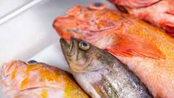 'Behind The Catch': Rockfish at Vistal